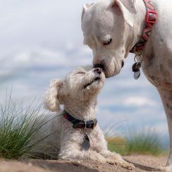 Dog Friends