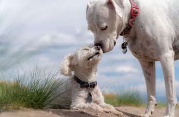 Dog Friends